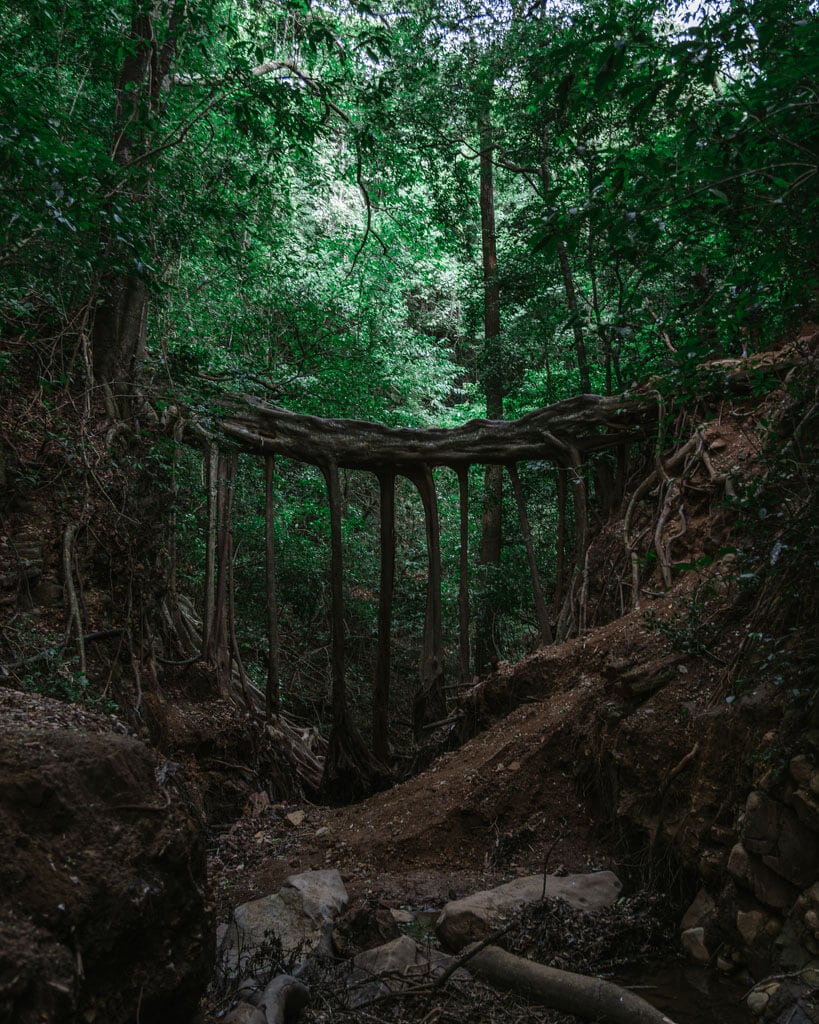 An old, vine-entwined bridge in the heart of Monteverde's cloud forest