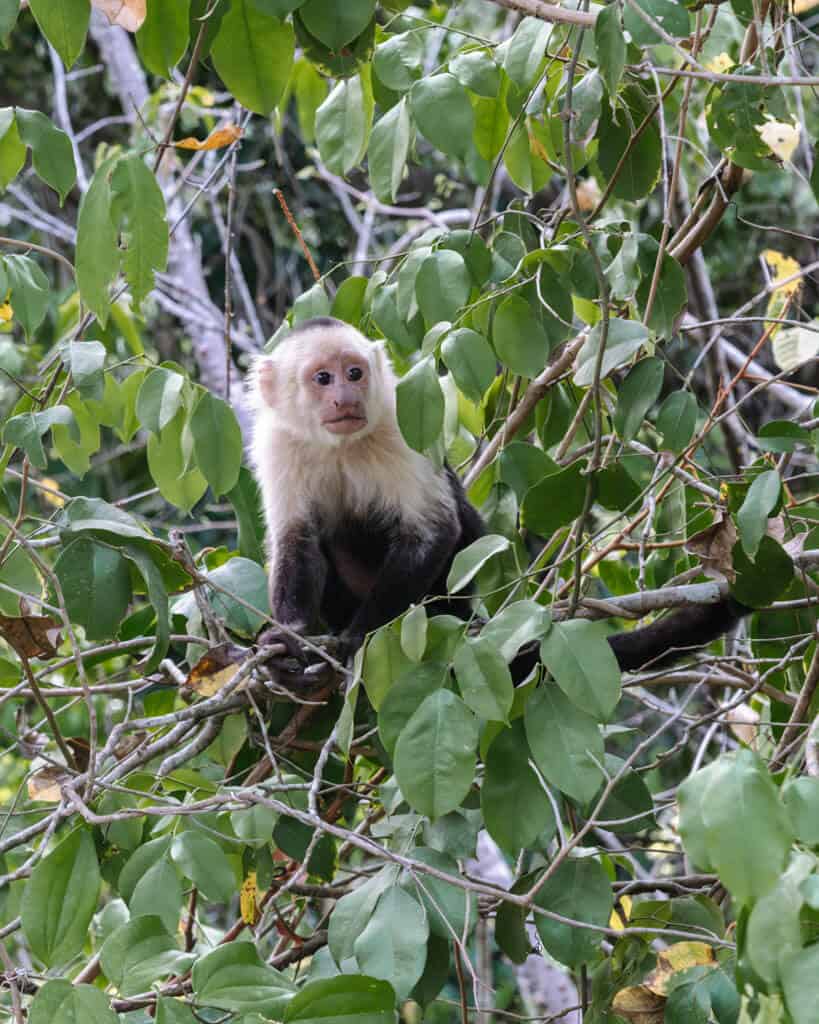 15 Best Things to Do in Montezuma Costa Rica 3 A white faced capuchin monkey sitting alert on a tree branch surrounded by green leaves