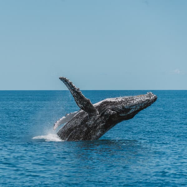 Whale watching in Cabo