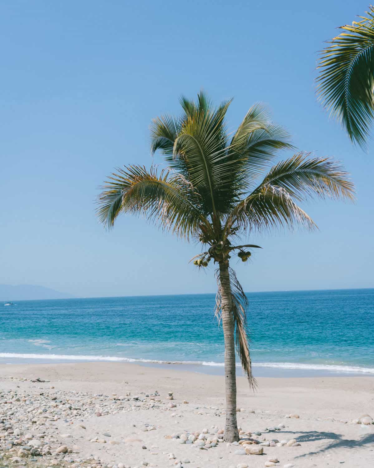 A lone palm tree standing on a sandy beach with bright blue calm waters behind it in Puerto Vallarta