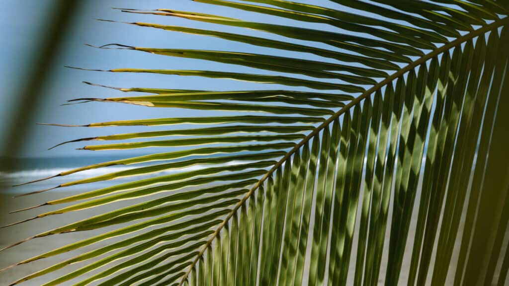 Sunlight filtering through the vibrant green leaves of a palm tree, with clear blue skies in the background, evoking a sense of tropical warmth