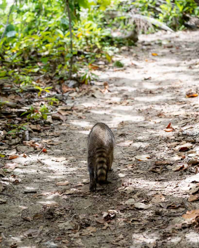 Wildlife in Cahuita as a raccoon ambles away on a forest trail, surrounded by the rich flora of Costa Rica