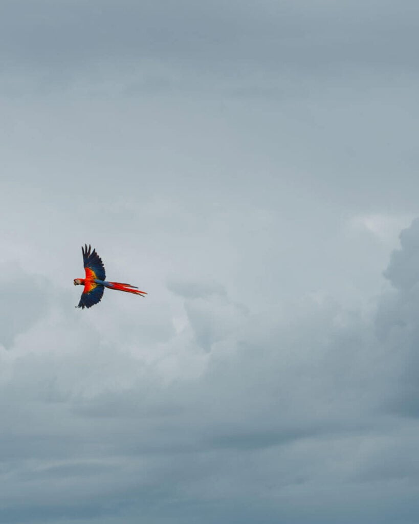 A Scarlet Macaw in flight against a cloudy sky, showcasing the vibrant red, blue, and yellow plumage, over Drake Bay, Costa Rica.