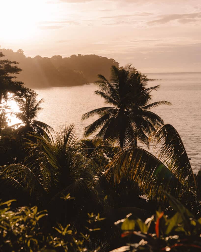 The golden hour in Drake Bay illuminates the silhouette of palm trees and dense tropical vegetation against the backdrop of the calm Pacific Ocean.