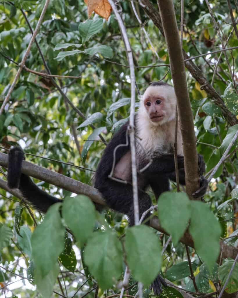 A white-faced capuchin monkey perched on a tree branch amid the vibrant green leaves of Montezuma's dense forest.