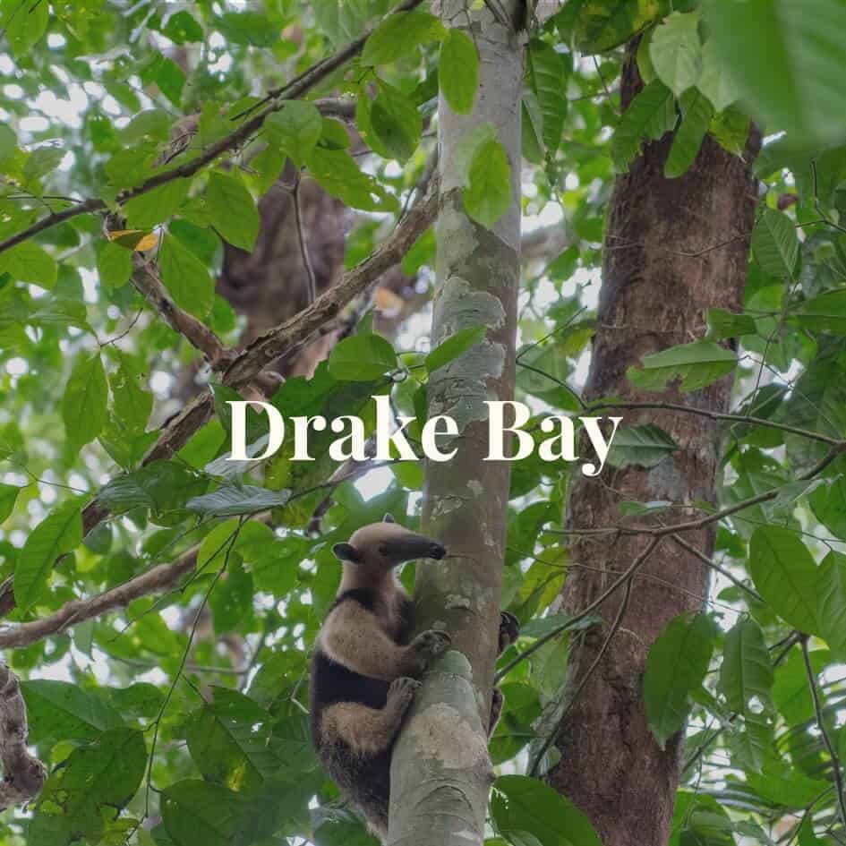 Drake Bay Costa Rica Travel Guide - Remote, Wild & Untouched