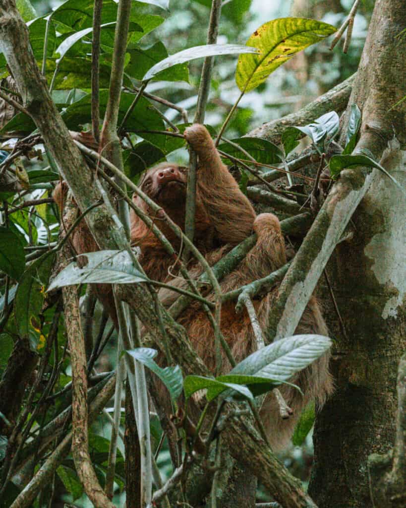 A two-toed sloth climbing a tree in the Costa Rican jungle