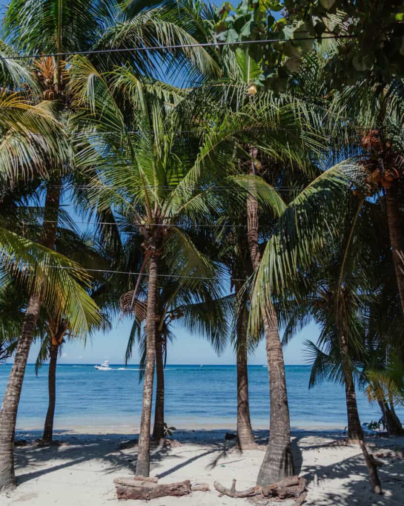 18 Things to Do in Roatan (+ Unethical Things NOT to Do) 3 Scenic view of a tranquil beach with tall palm trees and a distant boat on the clear blue waters at Playa West End