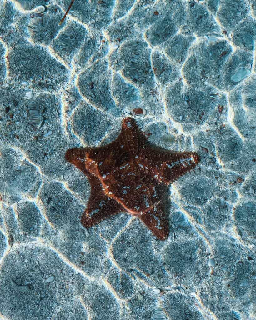 18 Things to Do in Roatan (+ Unethical Things NOT to Do) 19 A vibrant red starfish nestled in the sunlit, textured sands under shallow crystal-clear water
