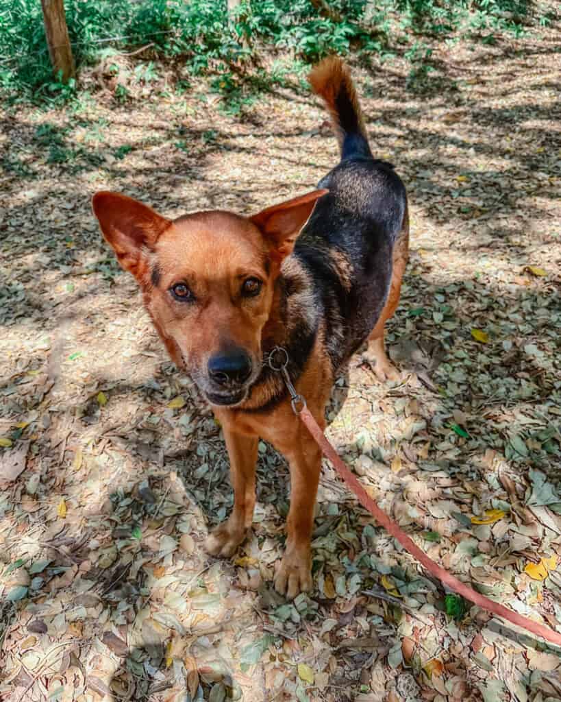 16 Best Things to Do in Utila, Honduras (Diving & More) 34 A portrait of a smiling tan and black dog on a leash, standing on a leaf-covered ground with a natural backdrop in Utila