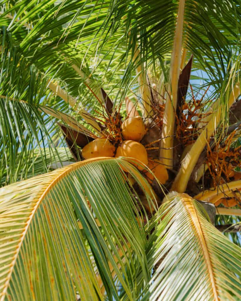 How to Visit Water Cay Utila: Untouched Tropical Heaven 23 Up-close view of a coconut palm at Water Caye, showing a cluster of ripe coconuts nestled among vibrant green fronds