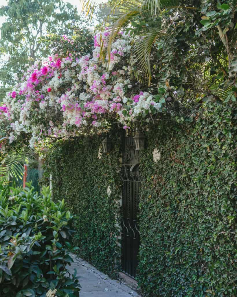 San Pancho Mexico Travel Guide: Tropical Bliss in Nayarit 22 A wall with a black metal gate in San Pancho completely covered by a climbing plant, with pink and white flowers hanging over the ledge