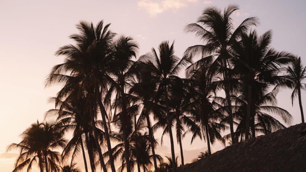 Where to Stay in El Tunco: 16 Best Options for Every Budget 4 Golden hour in El Tunco, El Salvador, highlighting silhouettes of tall palm trees against a softly lit sky at sunset.