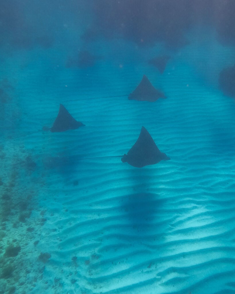 Big Corn Island, Nicaragua: The Underrated Corn Island 33 Underwater shot of multiple eagle rays gliding gracefully over a rippled sandy ocean floor in Big Corn Island’s waters.