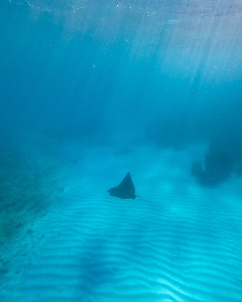 Big Corn Island, Nicaragua: The Underrated Corn Island 2 A wider underwater scene showing eagle rays cruising in formation over a textured, sandy sea floor around Big Corn Island.