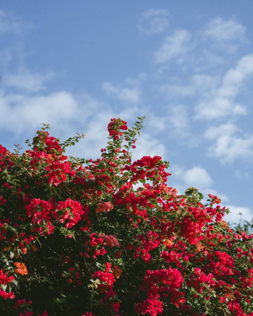 Laguna de Apoyo, Nicaragua Travel Guide (Stay > Day) 2 Vibrant red and pink bougainvillea flowers blooming against a clear blue sky, captured at Laguna de Apoyo.
