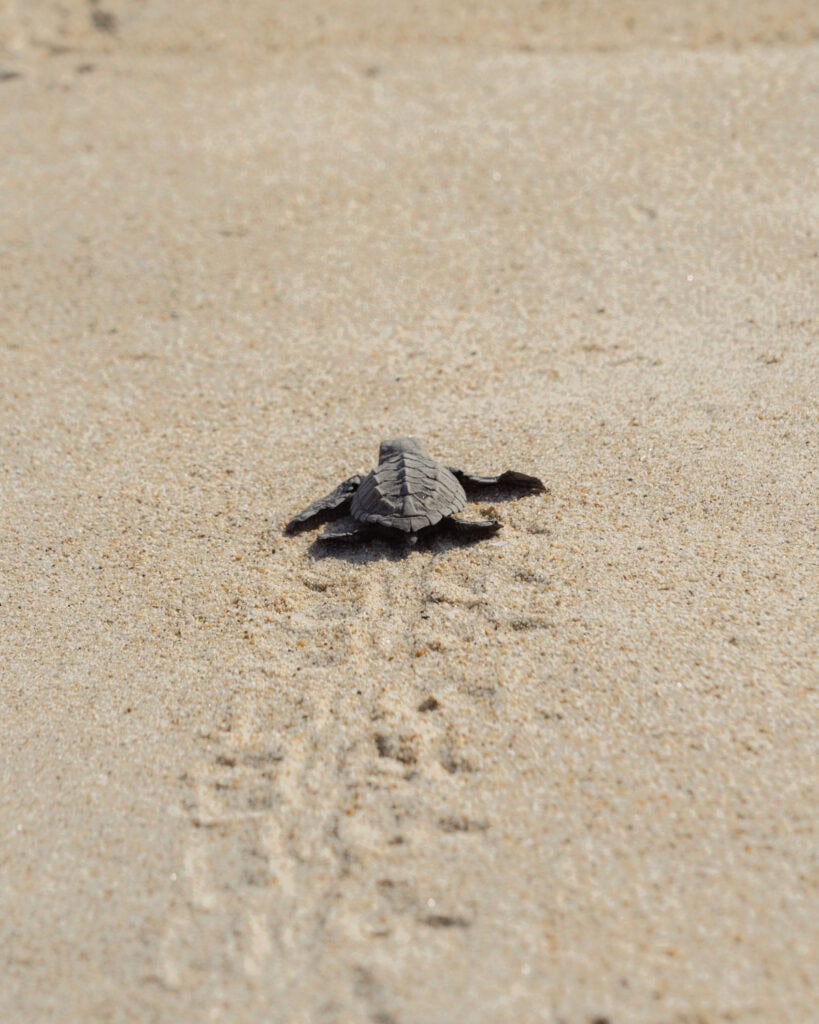 18 Best Things to Do in Leon, Nicaragua 53 A baby turtle moving across the sand towards the ocean, leaving a trail in the sand at Isla Juan Venado near Leon, Nicaragua.