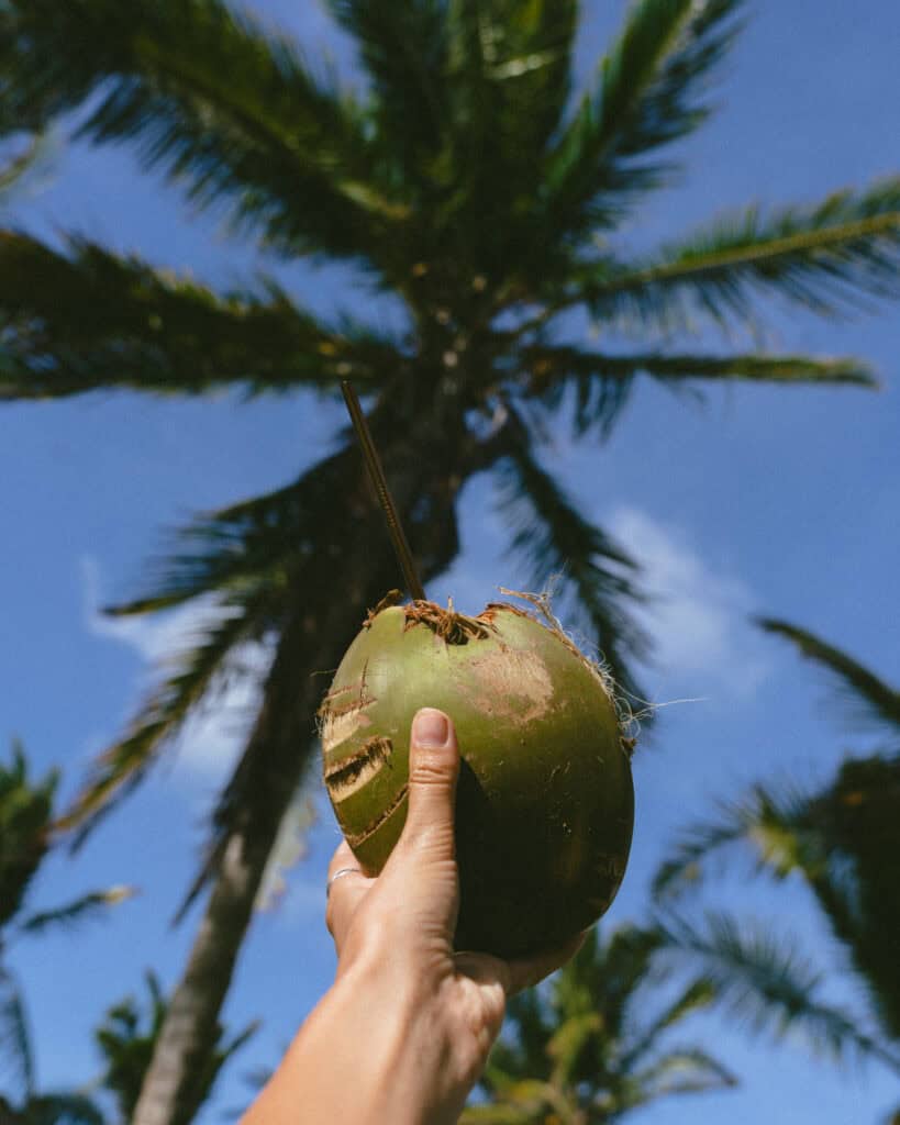 Corn Islands Nicaragua: Paradise on Big & Little Corn 12 A hand holding a fresh coconut with a straw, against the backdrop of a palm tree and clear blue sky on Little Corn Island.