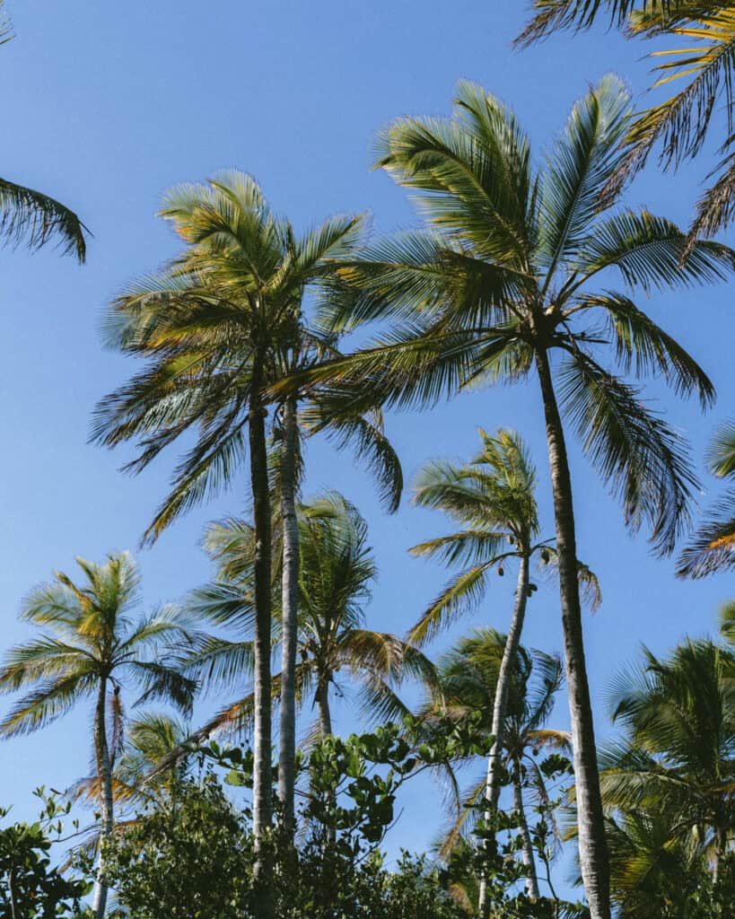 Corn Islands Nicaragua: Paradise on Big & Little Corn 1 A cluster of tall palm trees swaying against a clear blue sky, emphasizing the tropical ambiance of Little Corn Island.