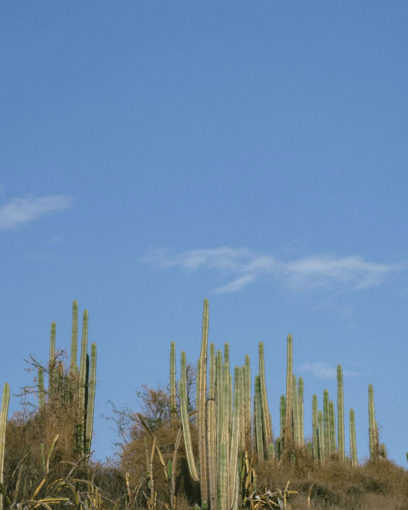 Popoyo, Nicaragua Travel Guide: Surf, Sand and Sunsets 10 Tall cacti standing against a clear blue sky on a dry hillside in Popoyo, Nicaragua.