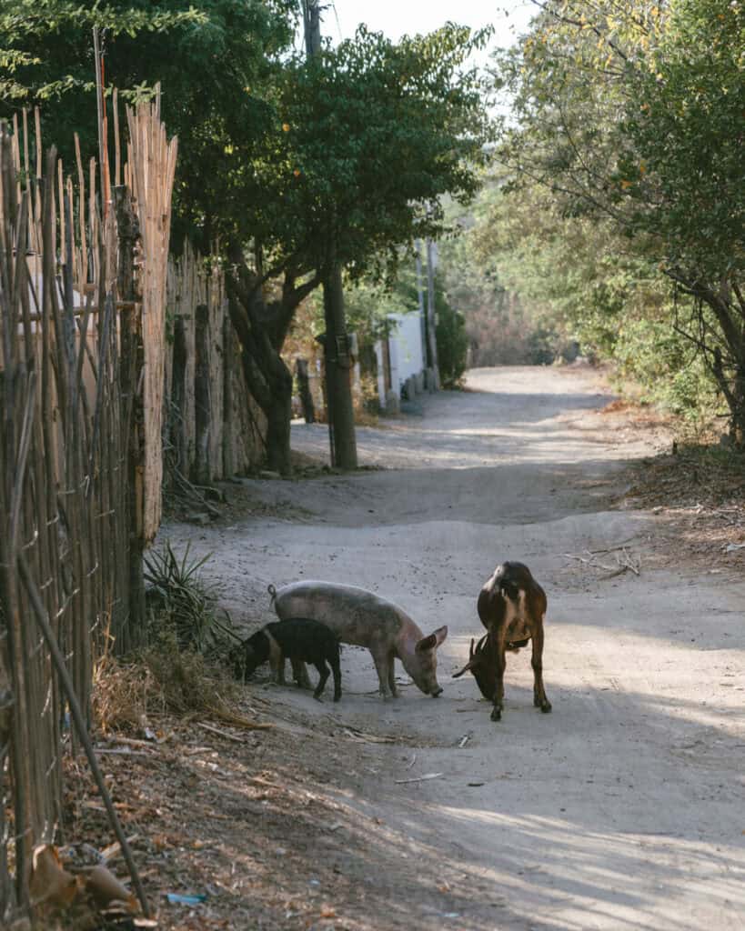 Popoyo, Nicaragua Travel Guide: Surf, Sand and Sunsets 4 A pig and a goat foraging on a dusty street lined with trees and wooden fences in Popoyo, Nicaragua.