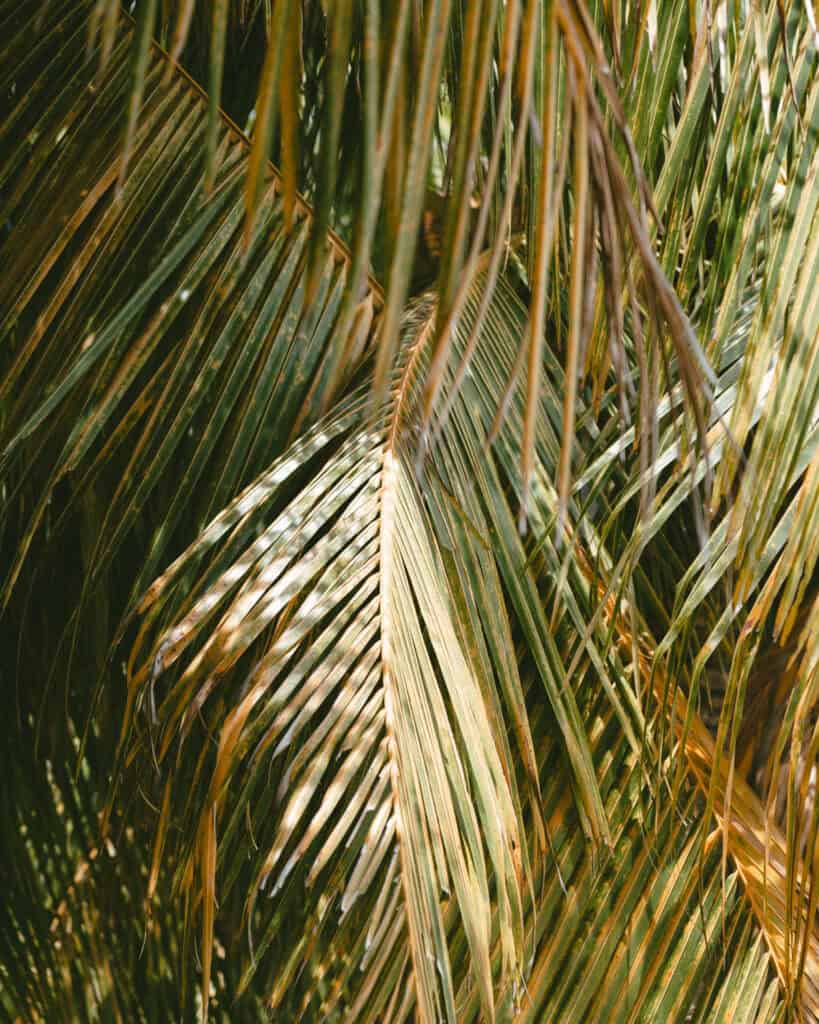 San Juan del Sur, Nicaragua Travel Guide: Worth the Hype? 9 A detailed close-up of palm fronds catching sunlight, highlighting their intricate textures and golden-green hues in San Juan del Sur, Nicaragua.