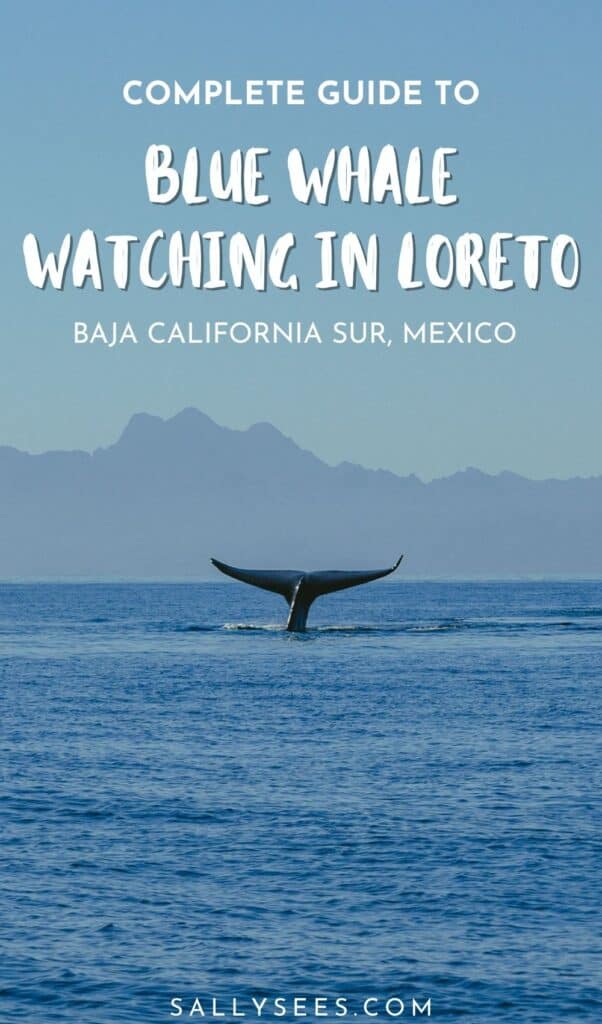 Complete Guide to Blue Whale Watching in Loreto, Mexico 33 Complete Guide to Blue Whale Watching in Loreto Baja California Sur Pinterest Pin