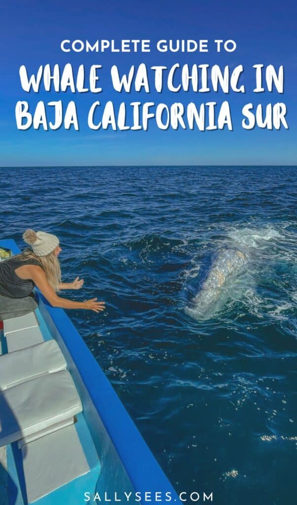 Your 2026 Guide to Whale Watching in Baja California Sur 38 Whale watching in Baja California Sur Pinterest pin