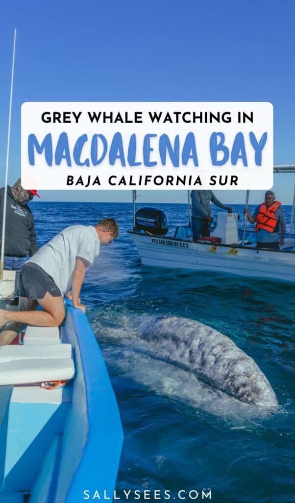 Grey Whales in Magdalena Bay Mexico 30 Grey Whale Watching in Baja California Sur at Magdalena Bay Pinterest Pin