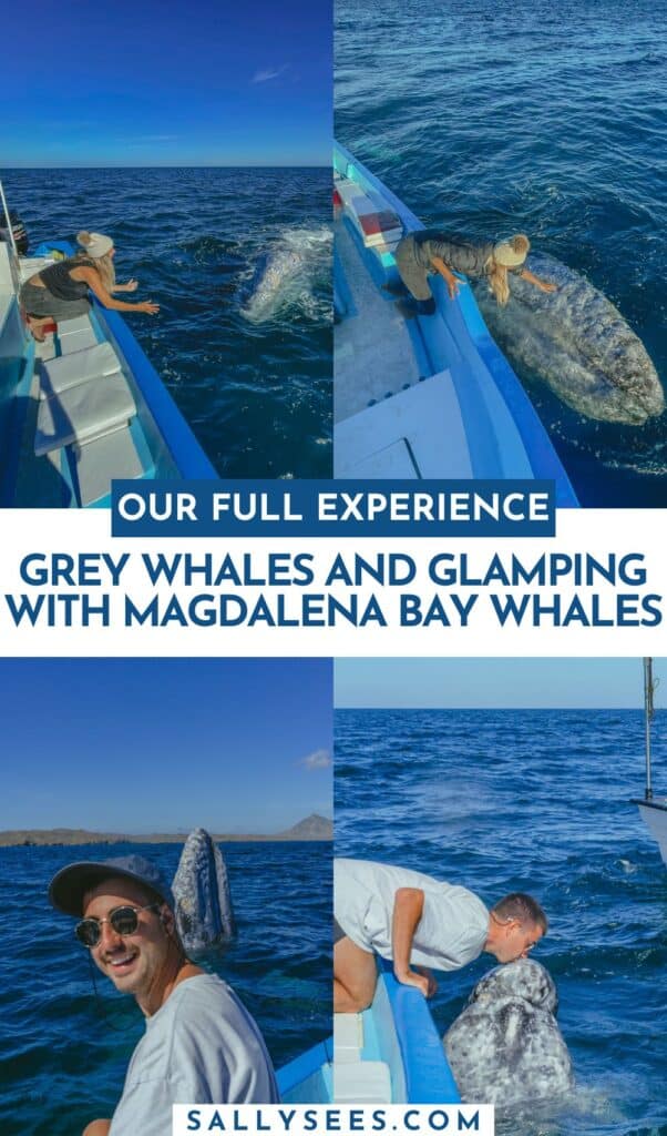 Grey Whales and Glamping with Magdalena Bay Whales 49 Grey Whales and Glamping with Magdalena Bay Whales Pinterest Pin