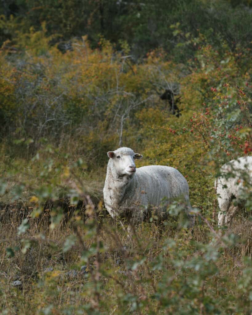 The Carretera Austral, Chile: Everything You Need to Know 14 A white sheep stands among tall grass and shrubs in front of dense foliage near Cochrane, Chile, with part of another sheep visible on the right side