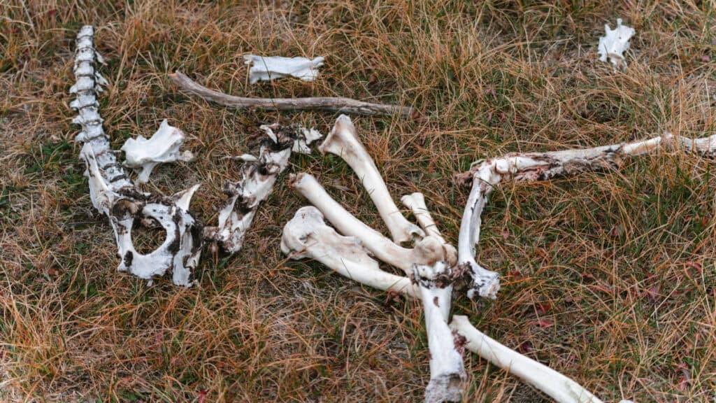 Valle Chacabuco Sector Guide: Parque Nacional Patagonia, Chile 39 Scattered animal bones, including a spine and leg bones, lie on a patch of dry grass in a Patagonian field, suggesting natural decomposition in the wild