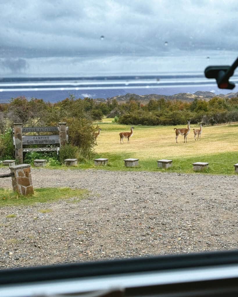 Valle Chacabuco Sector Guide: Parque Nacional Patagonia, Chile 24 View through a camper van window of five guanacos standing in a grassy field beside a sign that reads "Camping Los West Winds," with moody skies and hills in the background
