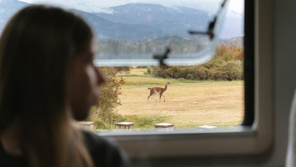 Valle Chacabuco Sector Guide: Parque Nacional Patagonia, Chile 19 Sally looks out from inside a camper van window at a lone guanaco standing in a field, with mountains and trees in the distance