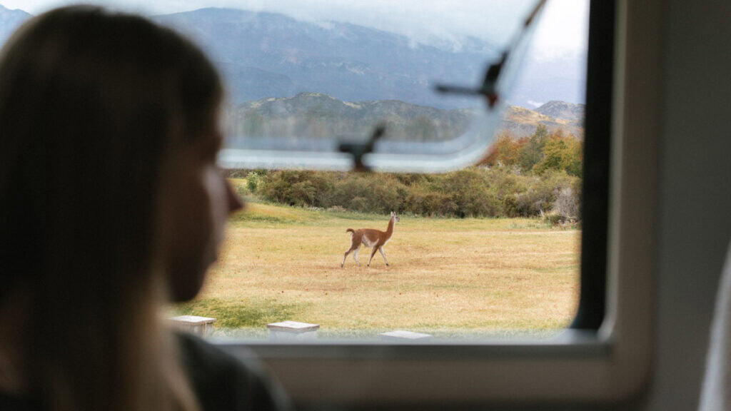 Camping on the Carretera Austral, Chile: Our Tips & Tricks 27 Sally looks out from inside a camper van window with the guanaco walking away from the camper window as the woman watches from inside