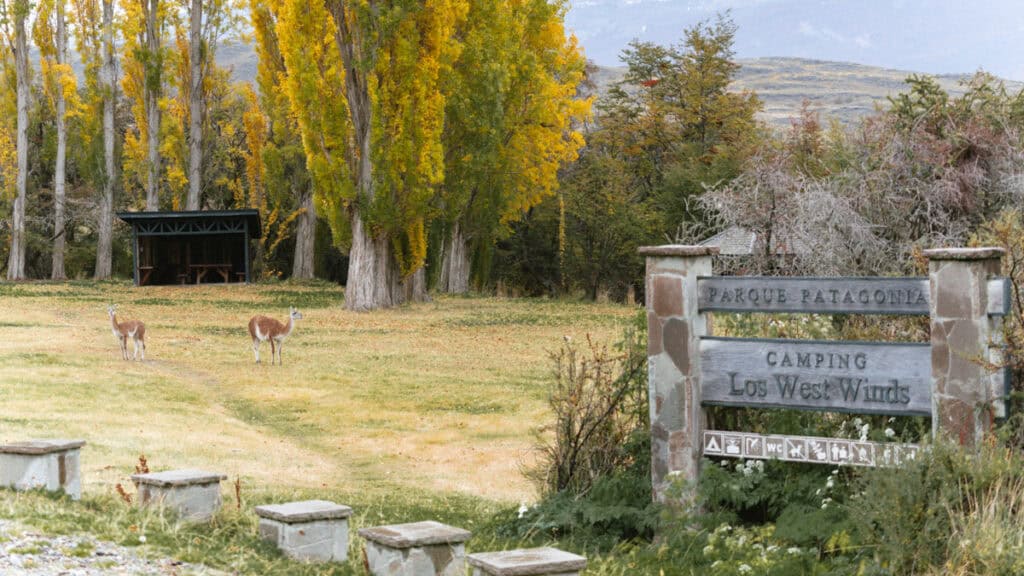 Camping on the Carretera Austral, Chile: Our Tips & Tricks 14 Two guanacos graze near a picnic shelter among tall golden trees, beside a stone sign that reads "Camping Los West Winds" with nature-themed icons