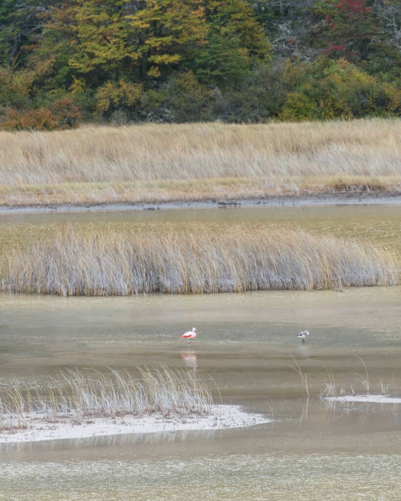 Valle Chacabuco Sector Guide: Parque Nacional Patagonia, Chile 40 A single pink flamingo and another wading bird stand in a shallow, muddy wetland surrounded by golden reeds and autumnal forest