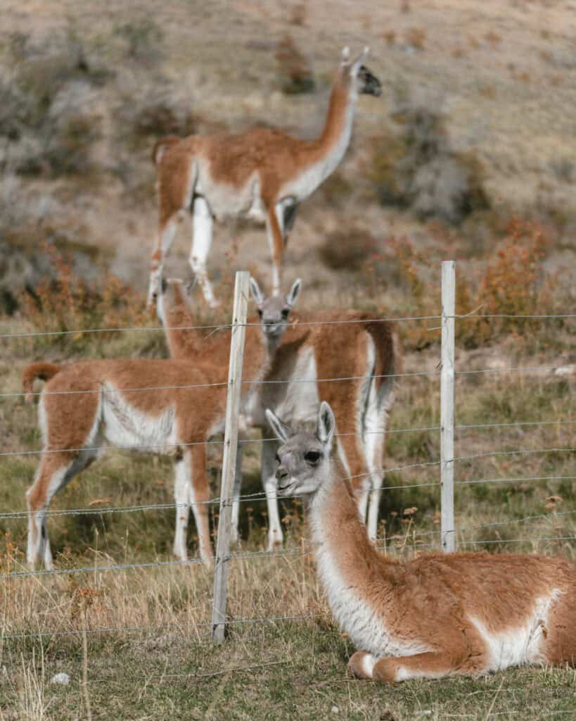 Valle Chacabuco Sector Guide: Parque Nacional Patagonia, Chile 46 A group of four guanacos, one lying down in front of a wooden fence, with dry Patagonian hills in the background at Parque Nacional Patagonia, Chile