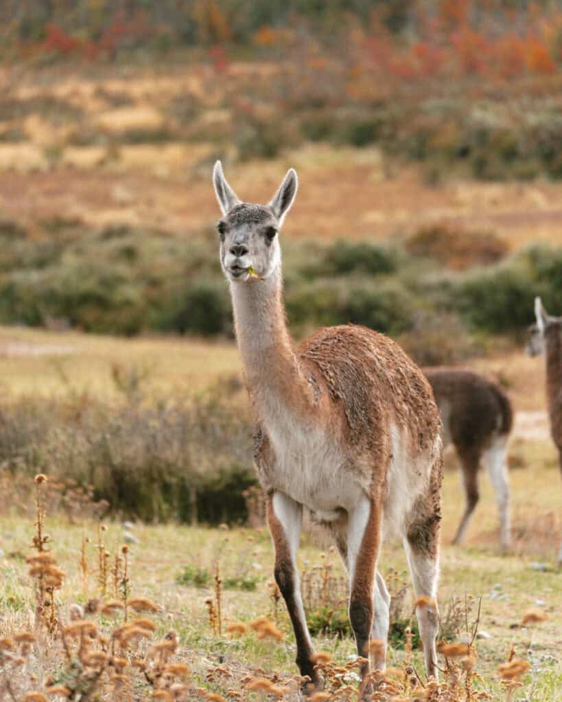 Valle Chacabuco Sector Guide: Parque Nacional Patagonia, Chile 3 A guanaco stands alert in a golden grassland at Valle Chacabuco, Parque Nacional Patagonia, Chile, with soft autumn hues and distant foliage in the background