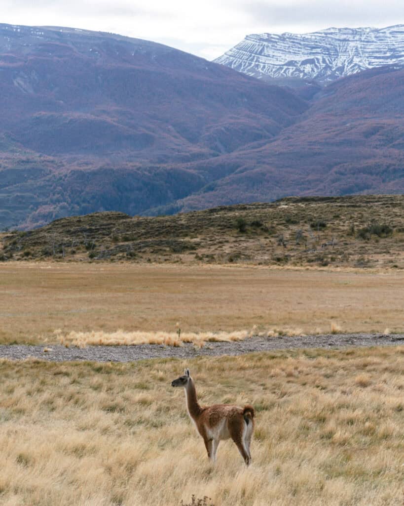 Valle Chacabuco Sector Guide: Parque Nacional Patagonia, Chile 47 A solitary guanaco stands alert in a golden grassland plain, backed by forested hills and a snow-striped mountain in Valle Chacabuco, Chile