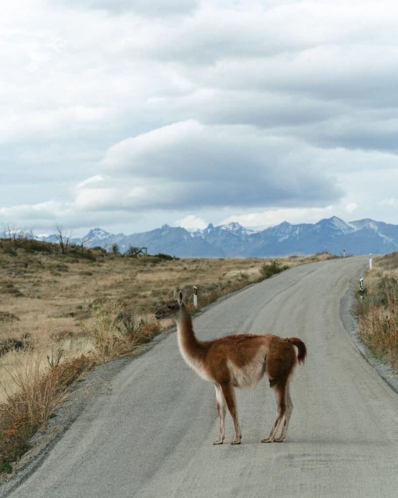 Valle Chacabuco Sector Guide: Parque Nacional Patagonia, Chile 44 A guanaco is captured mid-step while crossing a paved road in Valle Chacabuco, Chile, with the dramatic, snow-dusted Andes rising in the distance