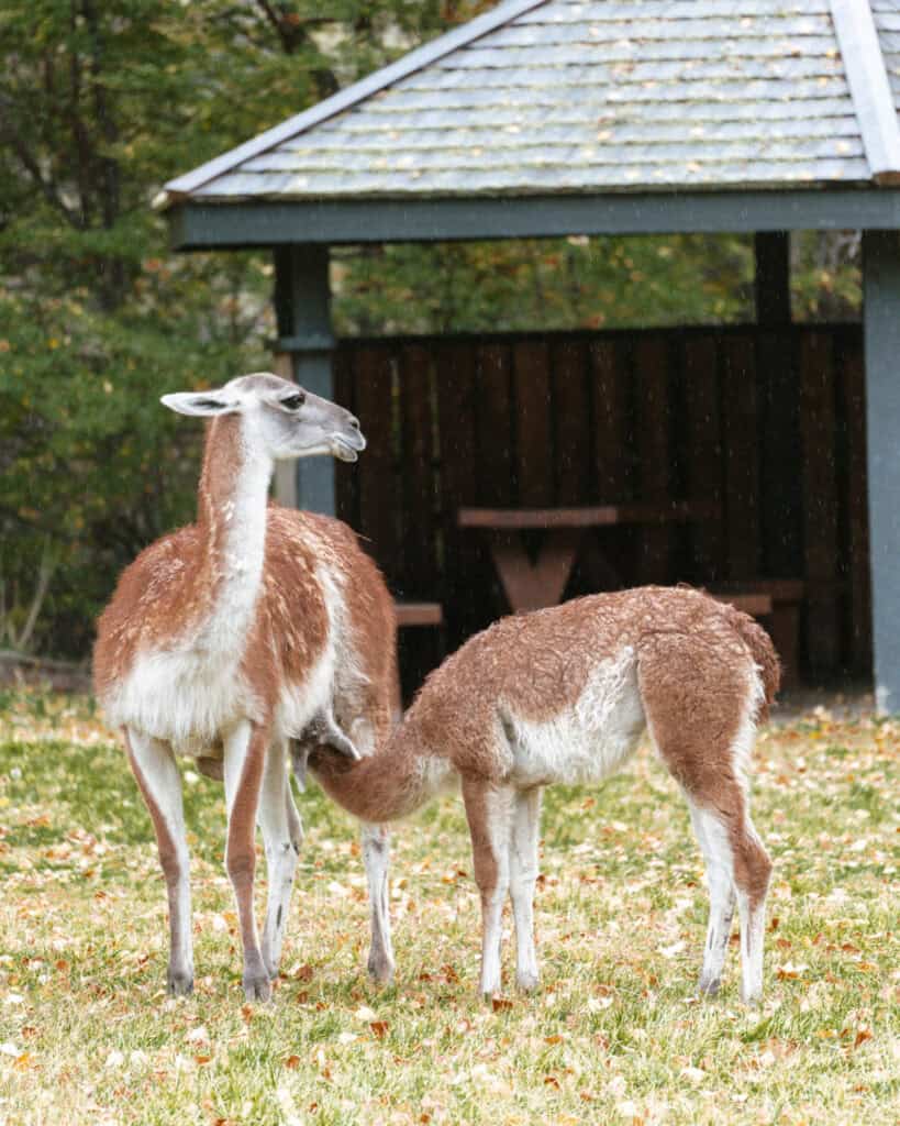 Valle Chacabuco Sector Guide: Parque Nacional Patagonia, Chile 48 A young guanaco nurses from its mother in a grassy area of Valle Chacabuco, with a wooden picnic shelter in the background