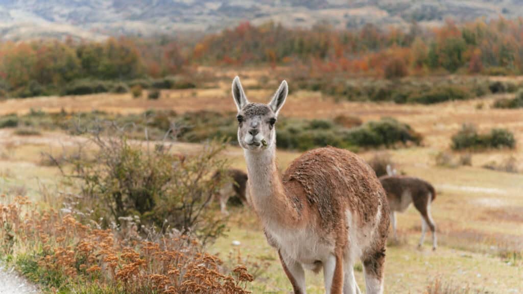 The Carretera Austral, Chile: Everything You Need to Know 77 A guanaco with a mouthful of grass gazes at the camera, set against a sweeping Patagonian landscape in Valle Chacabuco, Chile, with rolling hills and scattered bushes stretching into the distance