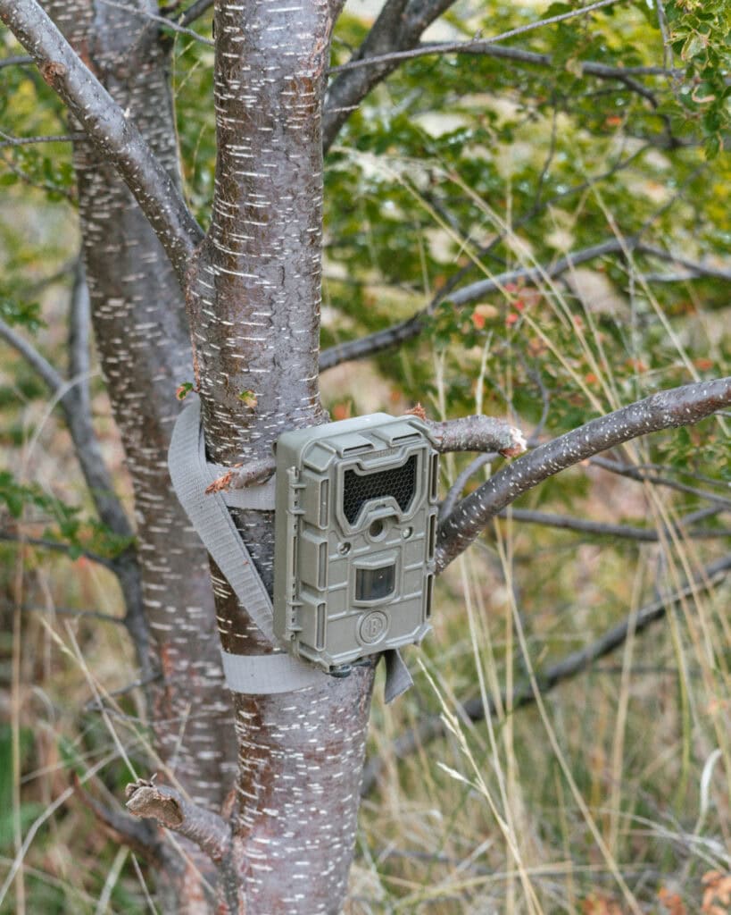 Valle Chacabuco Sector Guide: Parque Nacional Patagonia, Chile 37 A trail camera strapped to a tree trunk in Valle Chacabuco, Parque Nacional Patagonia, likely set up for wildlife monitoring along Sendero La Vega