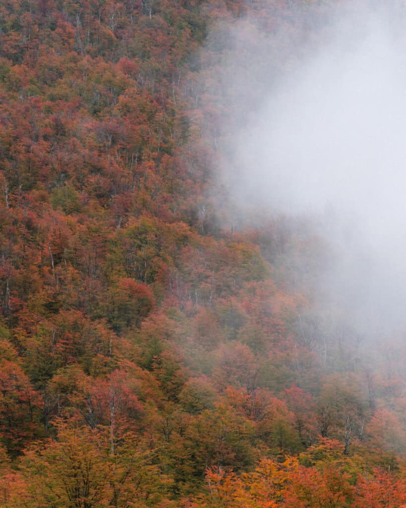 Valle Chacabuco Sector Guide: Parque Nacional Patagonia, Chile 13 A misty view of a forest slope covered in trees transitioning to fall colors, with fog rolling in over the canopy in Parque Nacional Patagonia