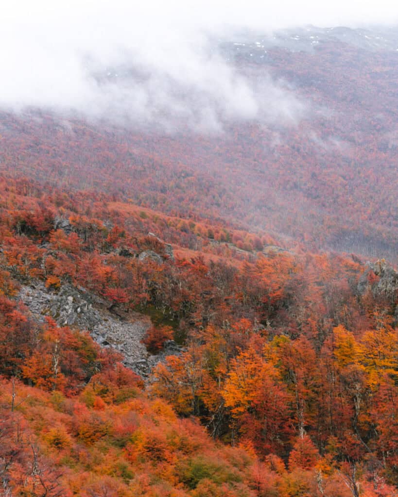 Valle Chacabuco Sector Guide: Parque Nacional Patagonia, Chile 33 A panoramic landscape of Sendero Lagunas Altas featuring a dense hillside of red, orange, and yellow autumn foliage with rocky outcrops