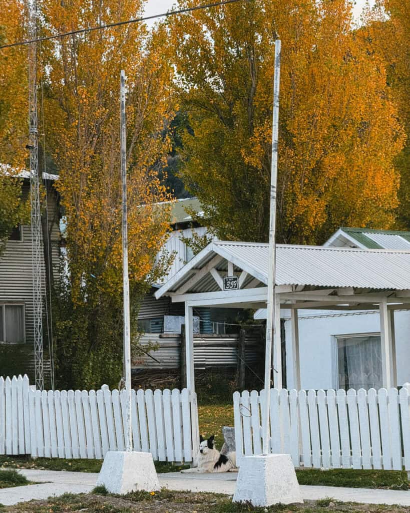 Puerto Rio Tranquilo, Chile Travel Guide: Marble & Ice 42 A black and white dog lies calmly outside a white house with a white picket fence and bright golden-leaved trees in the background