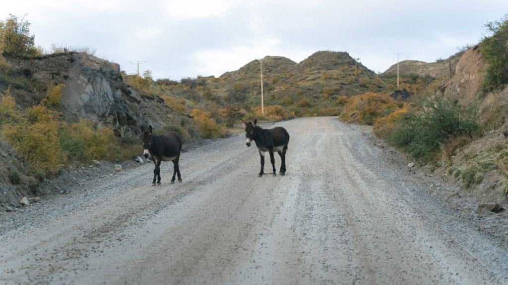 How to Visit the Marble Caves in Chile: Worth the Journey? 10 Two donkeys stand still on a quiet, winding gravel road lined with rugged hills and sparse autumn foliage