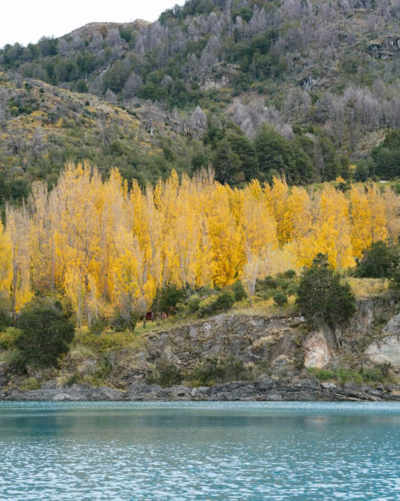 Puerto Rio Tranquilo, Chile Travel Guide: Marble & Ice 34 A grove of tall, golden-yellow trees stands out against the muted greens and browns of surrounding hills, reflecting slightly in the calm turquoise water of the lake below