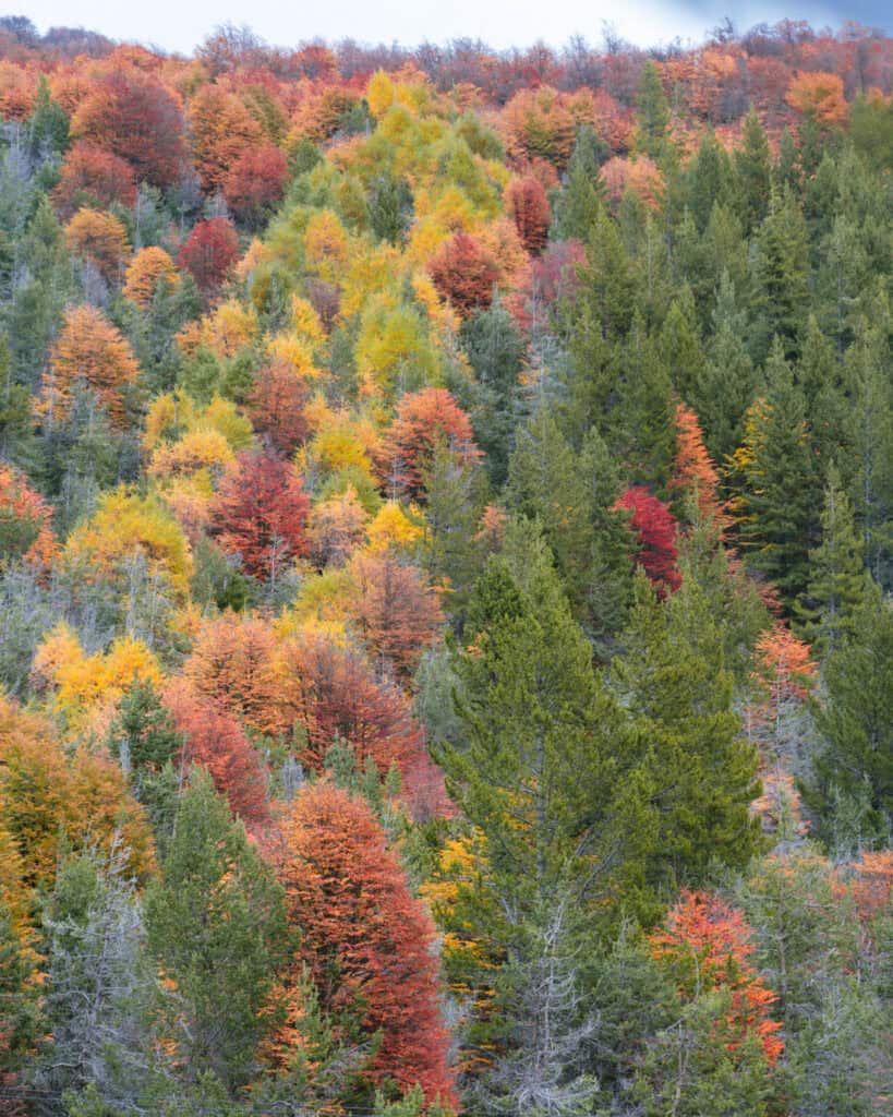 Laguna Cerro Castillo, Chile Hiking Guide 17 A colorful hillside in Villa Cerro Castillo National Park is covered in bright fall foliage with a variety of orange, red, and yellow trees